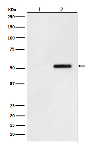 Anti-Phospho-Tau (S324) Rabbit Monoclonal Antibody Boster Bio