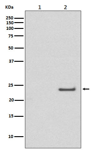 Anti-Phospho-Rac1/Cdc42 (Ser71) Rabbit Monoclonal Antibody Boster Bio