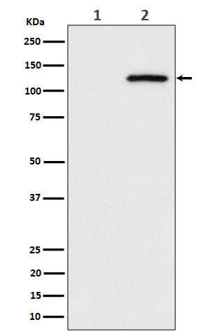 Anti-Phospho-CBL (S669) Rabbit Monoclonal Antibody Boster Bio