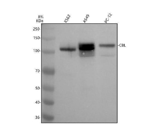 Anti-Phospho-CBL (Y774) Rabbit Monoclonal Antibody Boster Bio