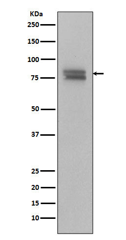 Anti-Phospho-v-Myb + c-Myb (S11) Rabbit Monoclonal Antibody Boster Bio