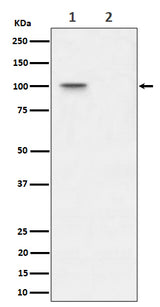 Anti-Phospho-Nucleolin (T76) Rabbit Monoclonal Antibody Boster Bio