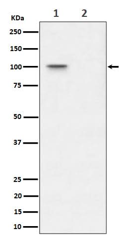 Anti-Phospho-Nucleolin (T76) Rabbit Monoclonal Antibody Boster Bio