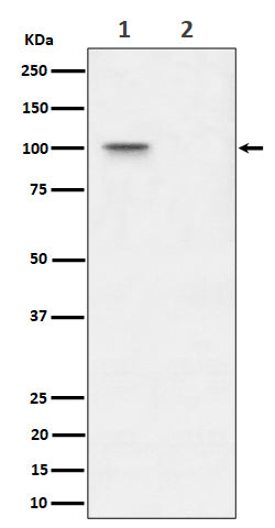 Anti-Phospho-Nucleolin (T76) Rabbit Monoclonal Antibody Boster Bio