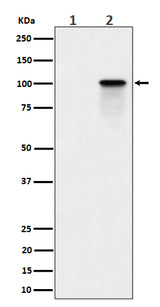 Anti-Phospho-Nucleolin (T84) Rabbit Monoclonal Antibody Boster Bio