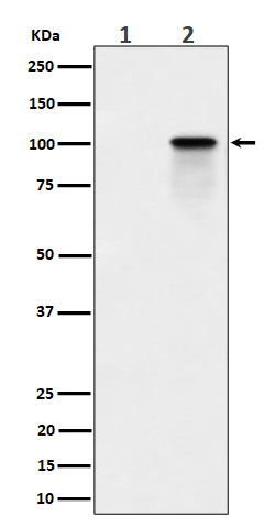 Anti-Phospho-Nucleolin (T84) Rabbit Monoclonal Antibody Boster Bio