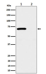 Anti-Phospho-Chk2 (T68) Rabbit Monoclonal Antibody Boster Bio