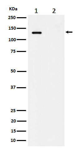 Anti-Phospho-MCM2 (S41) Rabbit Monoclonal Antibody Boster Bio