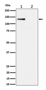 Anti-Phospho-MCM2 (S108) Rabbit Monoclonal Antibody Boster Bio
