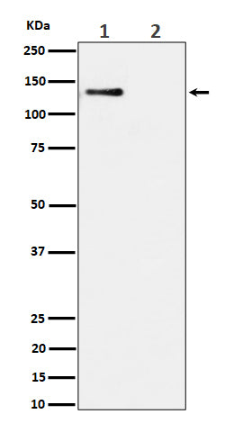 Anti-Phospho-MCM2 (S108) Rabbit Monoclonal Antibody Boster Bio