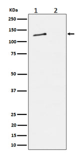 Anti-Phospho-MCM2 (S27) Rabbit Monoclonal Antibody Boster Bio