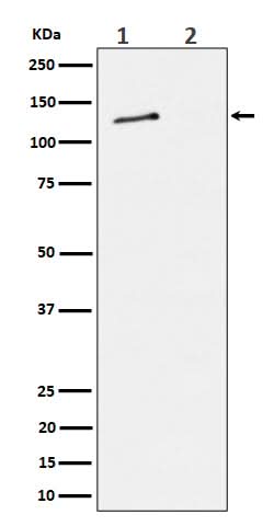 Anti-Phospho-MCM2 (S27) Rabbit Monoclonal Antibody Boster Bio