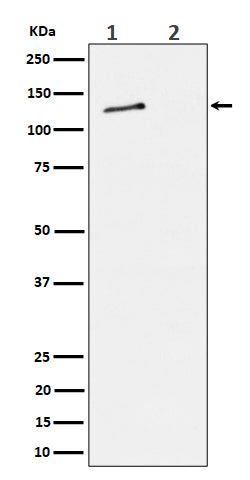 Anti-Phospho-MCM2 (S27) Rabbit Monoclonal Antibody Boster Bio