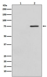 Anti-Phospho-Raf1 (S621) Rabbit Monoclonal Antibody Boster Bio