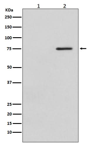 Anti-Phospho-Raf1 (S621) Rabbit Monoclonal Antibody Boster Bio
