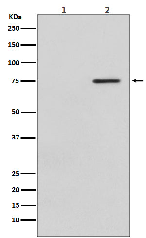 Anti-Phospho-Raf1 (S621) Rabbit Monoclonal Antibody Boster Bio