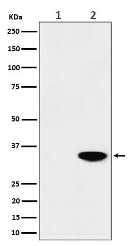 Anti-Phospho-Nucleophosmin (T199) Rabbit Monoclonal Antibody Boster Bio