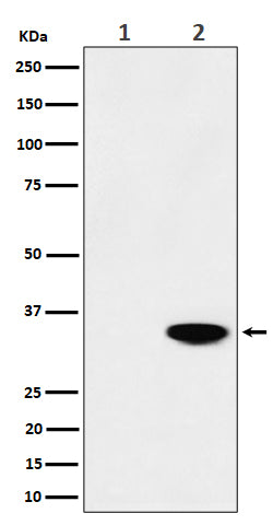 Anti-Phospho-Nucleophosmin (T199) Rabbit Monoclonal Antibody Boster Bio