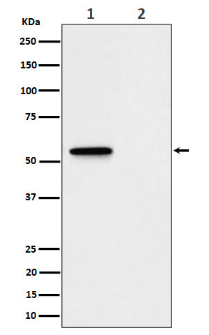 Anti-Phospho-MLKL (S345) Rabbit Monoclonal Antibody Boster Bio