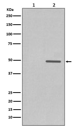 Anti-Phospho-Cyclin E1 (T77) CCNE1 Rabbit Monoclonal Antibody Boster Bio