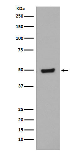 Anti-Phospho-GATA3 (S308) Rabbit Monoclonal Antibody Boster Bio