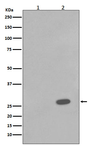 Anti-Phospho-Hsp27 (S78) HSPB1 Rabbit Monoclonal Antibody Boster Bio