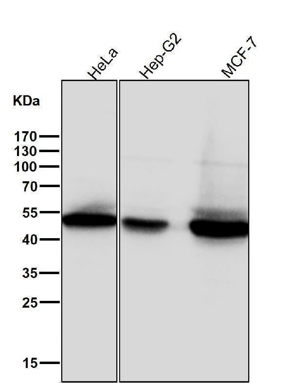 Anti-Phospho-GSK3 beta (Ser9) Rabbit Monoclonal Antibody Boster Bio