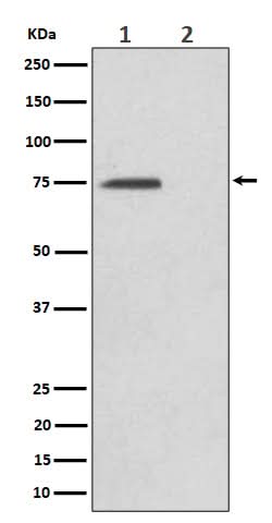 Anti-Phospho-eIF4B (S406) Rabbit Monoclonal Antibody Boster Bio