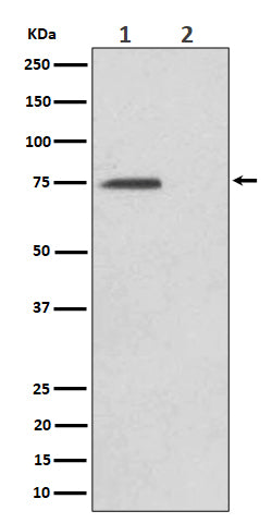 Anti-Phospho-eIF4B (S406) Rabbit Monoclonal Antibody Boster Bio