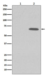 Anti-Phospho-AMPK alpha 1 (S496) PRKAA1 Rabbit Monoclonal Antibody Boster Bio