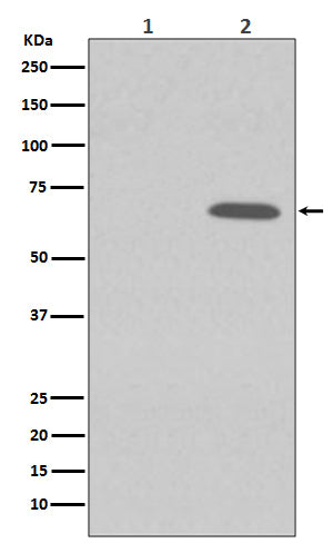 Anti-Phospho-AMPK alpha 1 (S496) PRKAA1 Rabbit Monoclonal Antibody Boster Bio