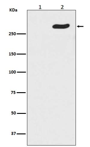Anti-Phospho-POLR2A (S5) Rabbit Monoclonal Antibody Boster Bio