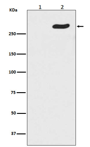 Anti-Phospho-POLR2A (S5) Rabbit Monoclonal Antibody Boster Bio