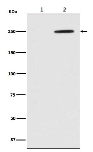 Anti-Phospho-GCN2 (T899) EIF2AK4 Rabbit Monoclonal Antibody Boster Bio