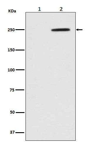 Anti-Phospho-GCN2 (T899) EIF2AK4 Rabbit Monoclonal Antibody Boster Bio