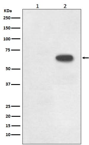 Anti-Phospho-Cdc6 (S54) Rabbit Monoclonal Antibody Boster Bio