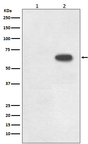 Anti-Phospho-Cdc6 (S54) Rabbit Monoclonal Antibody Boster Bio