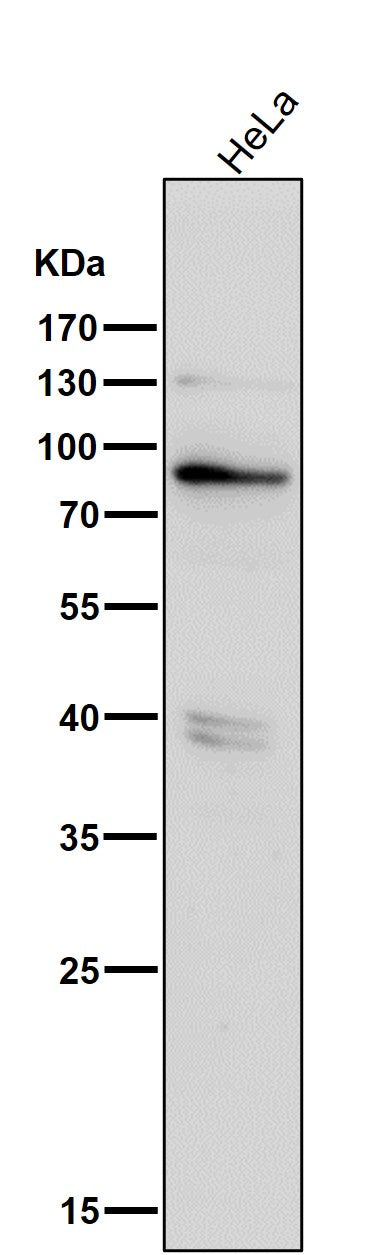 Anti-Phospho-PKR (T446) EIF2AK2 Rabbit Monoclonal Antibody Boster Bio