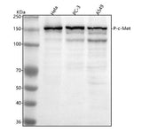 Anti-Phospho-Met (c-Met) (Y1349) Rabbit Monoclonal Antibody Boster Bio