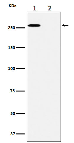 Anti-Phospho-ACC(S80) Rabbit Monoclonal Antibody Boster Bio