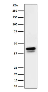 Anti-Phospho-c-Jun (S73)+JunD (S100) Rabbit Monoclonal Antibody Boster Bio