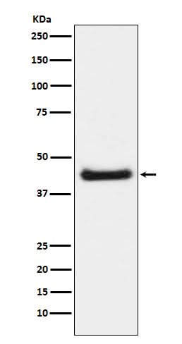 Anti-Phospho-c-Jun (S63) Rabbit Monoclonal Antibody Boster Bio