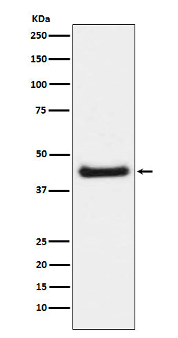 Anti-Phospho-c-Jun (S63) Rabbit Monoclonal Antibody Boster Bio