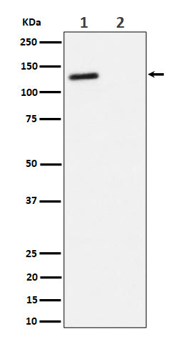 Anti-Phospho-p130(T986) Rabbit Monoclonal Antibody Boster Bio