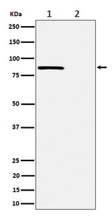 Anti-Phospho-Rad17 (S656) Rabbit Monoclonal Antibody Boster Bio