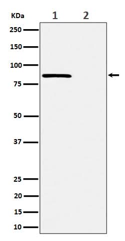 Anti-Phospho-Rad17 (S656) Rabbit Monoclonal Antibody Boster Bio