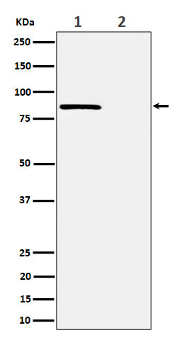 Anti-Phospho-Rad17 (S656) Rabbit Monoclonal Antibody Boster Bio