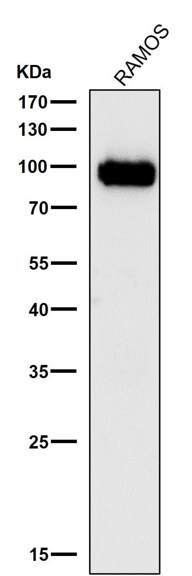 Anti-Phospho-CDC37 (S13) Rabbit Monoclonal Antibody Boster Bio