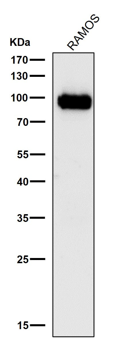 Anti-Phospho-CDC37 (S13) Rabbit Monoclonal Antibody Boster Bio