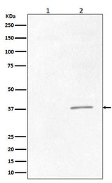 Anti-Phospho-CrkII (Tyr221) Rabbit Monoclonal Antibody Boster Bio